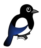 Magpies